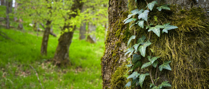 Wald im Fr&uuml;hling mit Baumstamm im Vordergrund. Im Hintergrund Buche mit frischem Gr&uuml;n.