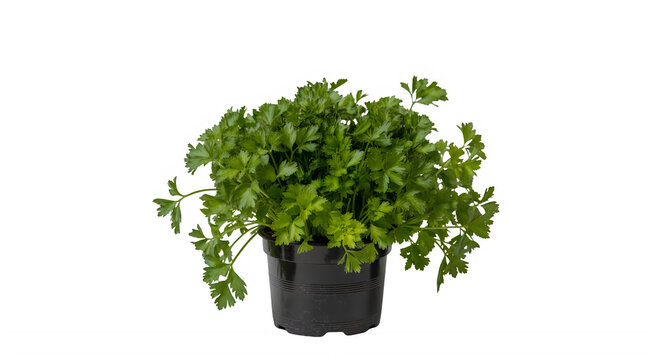 fresh parsley pot on transparent background 