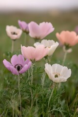 Obraz premium Colorful anemone flowers blooming in a meadow nature photography soft light close-up view botanical beauty