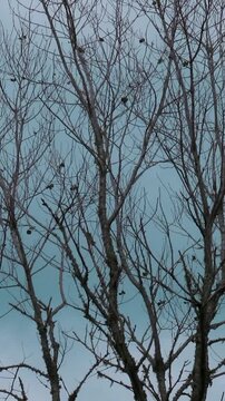 Winter forest texture of leafless trees with bare-branched, in dormancy on a pale blue sky 