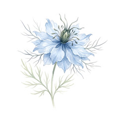 Obraz premium Delicate Watercolor Flower Illustration of a Nigella Damascena Blossom for Botanical Art and Decorative Floral Design Projects