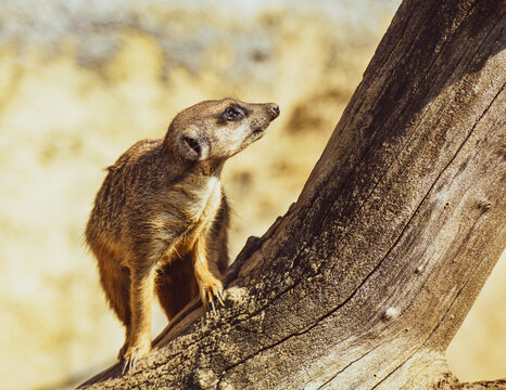 Suricate