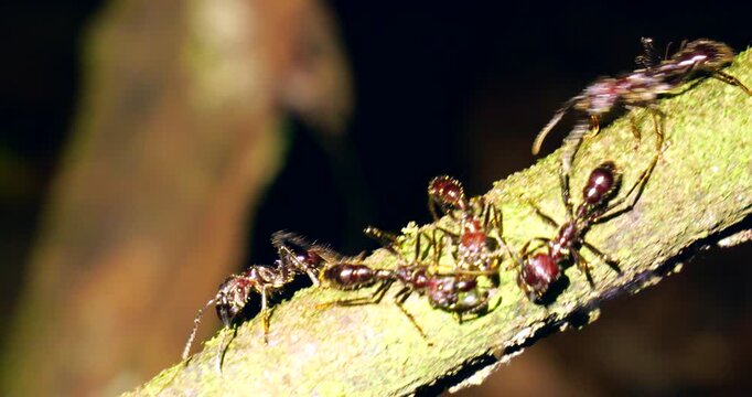 Bullet Ants (Paraponera clavata),  a group foraging for nectar. Shot in the wild just before dawn. Napo province, Ecuador. One of the biggest Amazonian ants and famed for its powerful sting. 