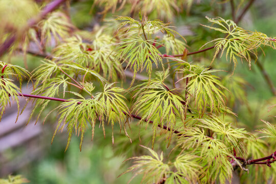 Feuillage d'un &eacute;rable du japon