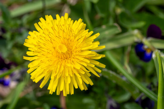 Fleur de pissenlit d&eacute;tail