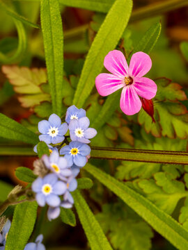 fleurs sauvages en gros plan