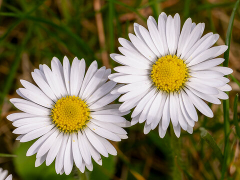 jolies p&acirc;querettes en tr&egrave;s gros plan