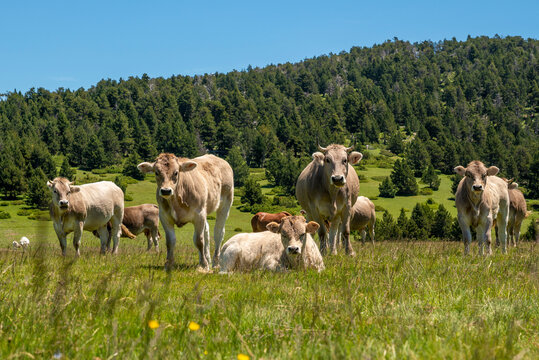 A herd of cows grazing in a meadow in the pre-Pyrenees mountains near Puigcerda, Gerona, Catalonia, Spain
