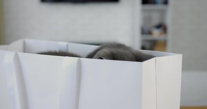 Playful cat peeks from shopping bag. Curious grey feline with bright eyes exploring cozy apartment scene. Spotted cat investigating neighboring walls from within shopping bag in modern home