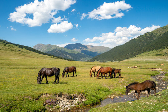 Group of horses grazing on the Pla de Beret plateau, Lerida, Catalonia, Spain