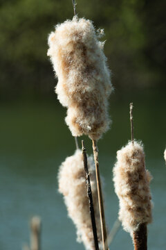 Typha latifolia, commonly known as cattails, bulrush, or reedmace.&nbsp;