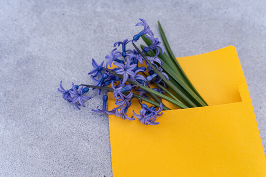 Close-up of a bunch of fresh blue hyacinths sticking out of a yellow envelope on a table