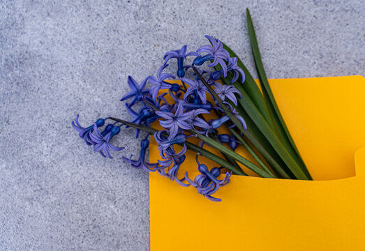Close-up of a bunch of fresh blue hyacinths sticking out of a yellow envelope on a table