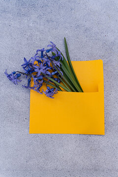 Close-up of a bunch of fresh blue hyacinths sticking out of a yellow envelope on a table