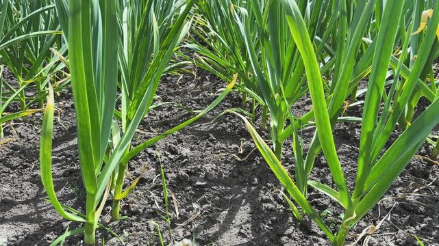 Young garlic plants on field in sunny day close-up