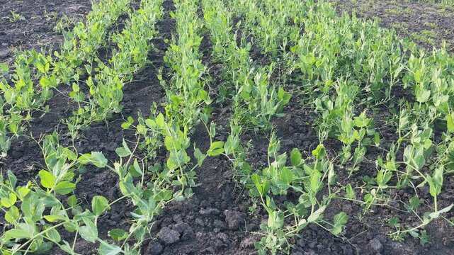 Rows of young pea plants on field in sunny day