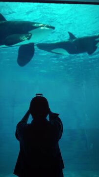 Silhouette of a young person taking a photo of orcas swimming underwater at a large aquarium, Marine life and the digital connection of modern travel, Wildlife conservation, ocean exploration