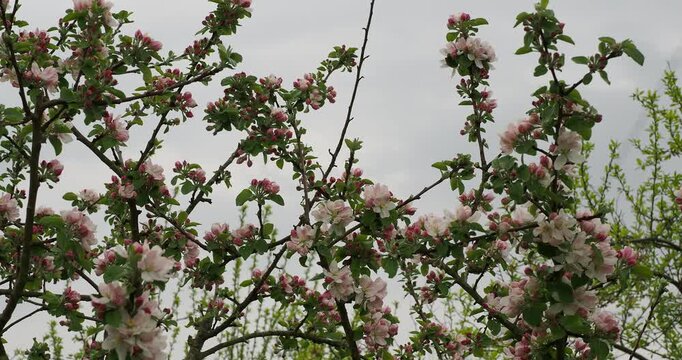 (Malus domestica) Upright reddish-brown apple orchard tree branches bearing purple-red flower buds opening into white and pale pink flowers overlaid by emerging green foliage