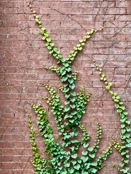 Green Penny Fern (Lemmaphyllum microphyllum) growing on a brick wall