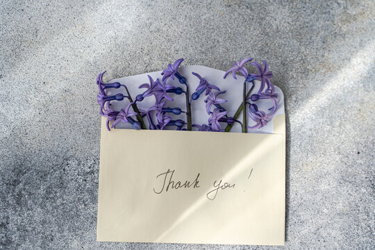 Close-up overhead view of Blue hyacinth flowers sticking out of an open envelope with the words Thank you