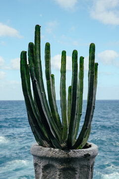 Cactus in stone pot above Atlantic sea on La Palma