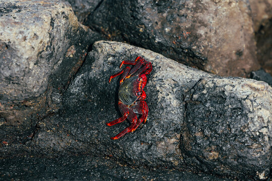 Red crab on volcanic rocks in a rugged coastal setting