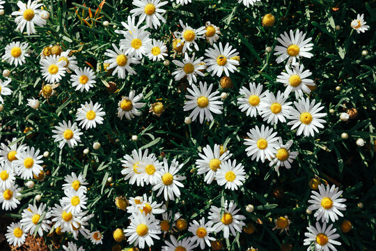 Wild daisy flowers blooming in green meadow background