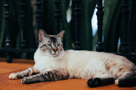 Relaxed tabby cat lounging on carpet in cozy home