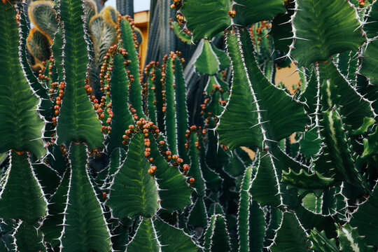 Close-up of spiny cactus and euphorbia on La Palma