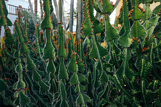 Prickly succulent garden in La Palma, Canary Islands