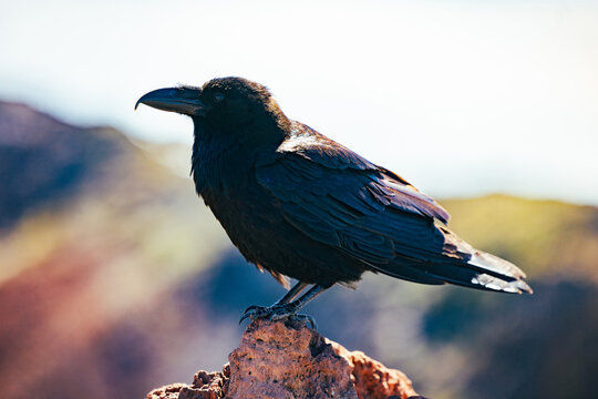 Black raven perched on rock with blurred mountain backdrop