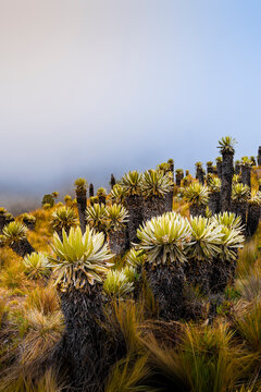 Frailejon plants in Colombia's paramo ecosystem
