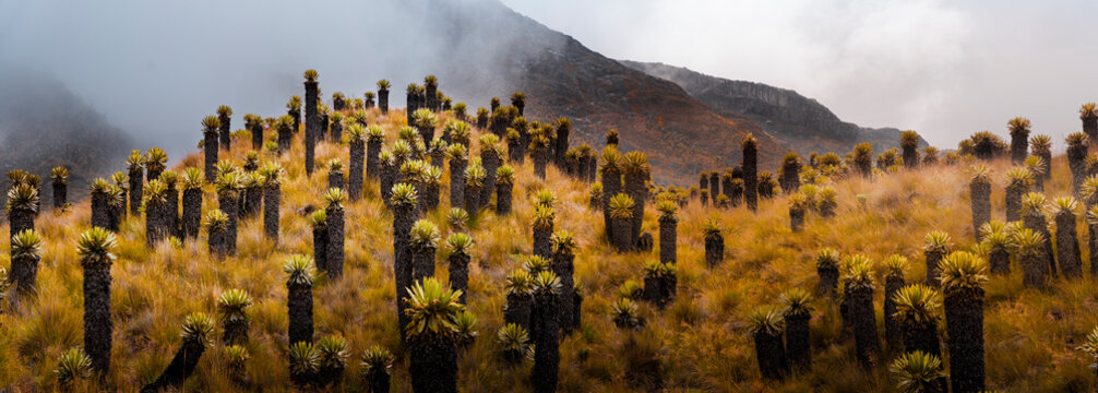 Frailejones in paramo ecosystem near Nevado del Ruiz