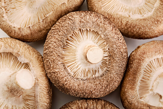 Full frame close-up of mushroom gills (lamellae) on brown shiitake mushrooms