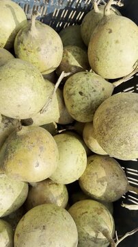 Close up of organic fresh wood apples or bael fruit piled in a crate at a local market