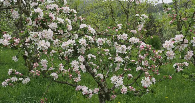 Domestic apple tree or orchard tree (Malus domestica). Spring inflorescence of clusters of red flower buds opening into abundant flowers with pale pink and white petals and emerging leaves
