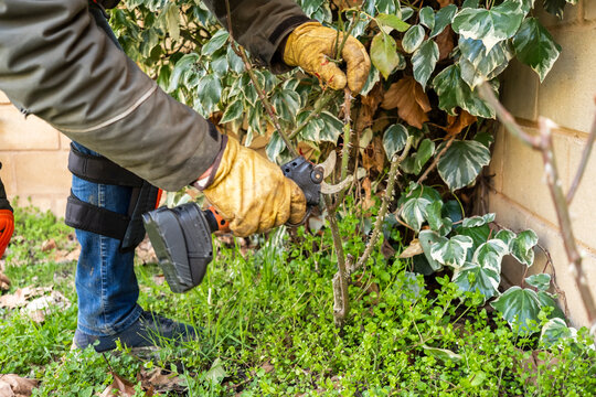 Man pruning shrub with cordless shears in garden work