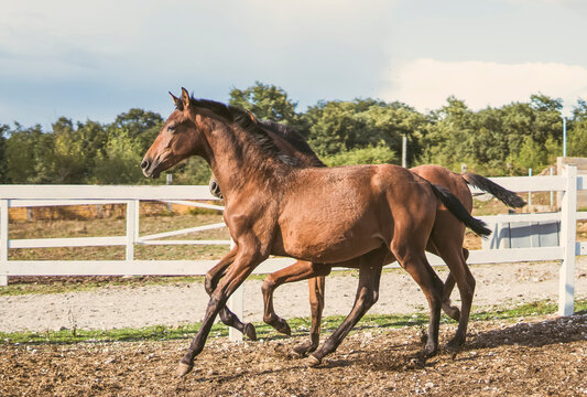Brown horse running in paddock near white fence