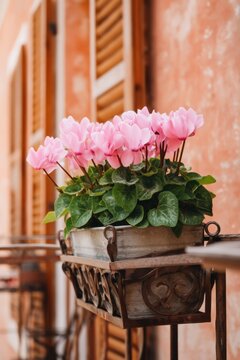 Flower pot with blooming pink cyclamen on a balcony, featuring lush green leaves and rustic metal container against a textured wall with wooden shutters