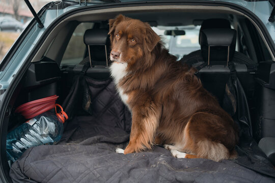 Australian Shepherd sitting in SUV trunk on travel blanket