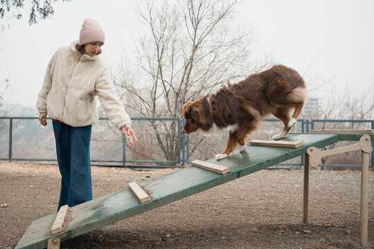 Woman training Australian shepherd on foggy rainy day