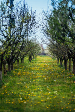 View of a vibrant meadow dotted with yellow flowers between rows of trees in early spring, bathed in soft light, Sremska Mitrovica, Vojvodina, Serbia.