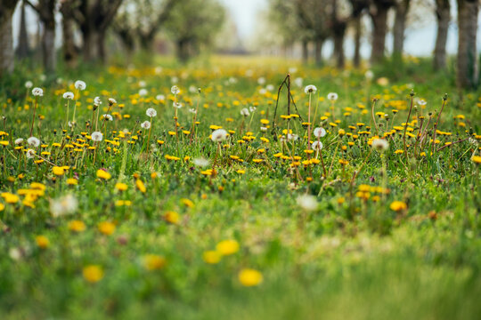 View of a vibrant meadow bursting with bright yellow flowers and delicate white dandelions, framed by a symmetrical row of trees, Sremska Mitrovica, Vojvodina, Serbia.