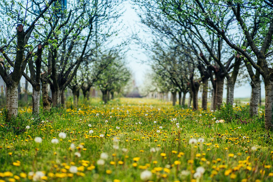 View of a vibrant meadow bursting with yellow wildflowers and fluffy dandelions, framed by rows of blossoming trees in springtime, Sremska Mitrovica, Vojvodina, Serbia.