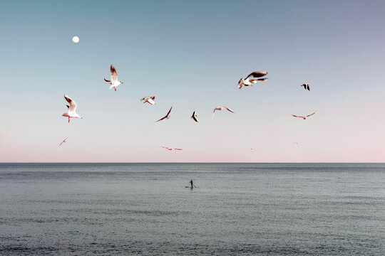 Seagulls flying over calm sea at dawn with pale moon