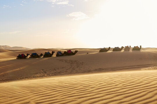 Camel caravan resting on Sahara sand dunes in Morocco