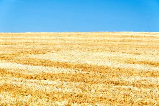 Golden wheat field under clear blue sky panorama