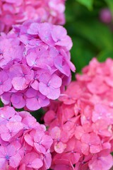 Fototapeta premium Macro details of colorful hydrangea flowers in summer garden