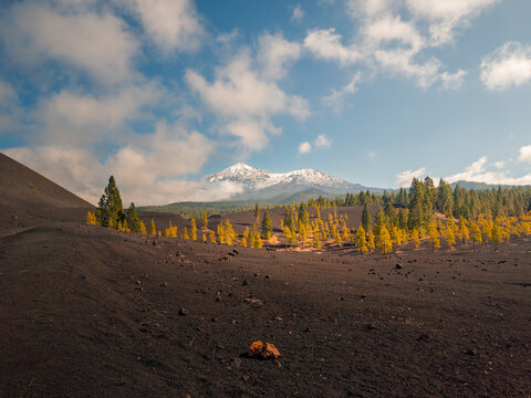 Volcanic plain with autumn forest and snowy peak