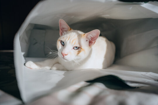 Indoor cat resting under soft sheets in a cozy home bed